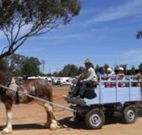 Ariah Park Camping Ground - Melbourne Tourism