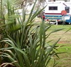 Buronga Riverside Caravan Park - Melbourne Tourism