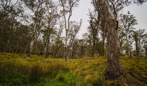 Gummi Falls Campground - Melbourne Tourism 1