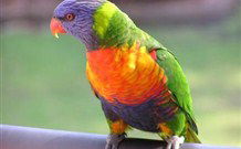 Merry Beach Caravan Resort - Melbourne Tourism 4