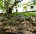 Mt Warning Rainforest Park