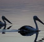 Lakeview Motor Inn - Belmont - Melbourne Tourism