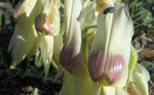 The Family Hotel - Tibooburra - Melbourne Tourism 2
