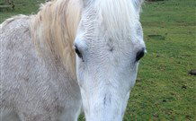 Eaglewood B And B And Farmstay - Melbourne Tourism 0