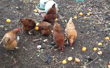 Eaglewood B And B And Farmstay - Melbourne Tourism 2