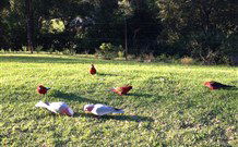 Eaglewood B And B And Farmstay - Melbourne Tourism 3