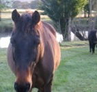 Reynella Kosciusko Rides Accommodation - Melbourne Tourism