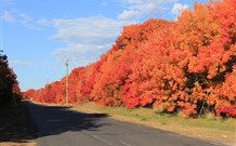 Yamba Farmstay - Melbourne Tourism 4