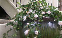 Amore Boutique Bed And Breakfast - Melbourne Tourism 2