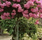 Eden Bed and Breakfast - Melbourne Tourism