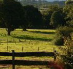 Pines on the Plateau - Melbourne Tourism