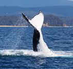 Snug Cove Bed and Breakfast - Melbourne Tourism