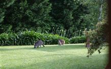 Yallambee Bed And Breakfast - Melbourne Tourism 4