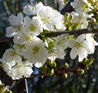 Cora's Gypsum Cottage - Melbourne Tourism