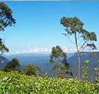 Emaroo Cottage on Argent Street - Melbourne Tourism