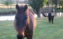 Newhaven Park House And Cabins - Melbourne Tourism 0