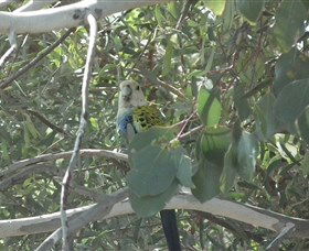 Evening Star Tourist Park - Melbourne Tourism 2