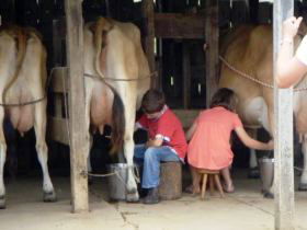 Bunyip Springs Farmstay - Melbourne Tourism 3