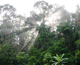 The Canopy Rainforest Tree Houses And Wildlife Sanctuary - Melbourne Tourism 2