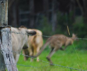 Noosa Avalon Farm Cottages - Melbourne Tourism 3