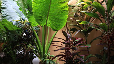 BEST WESTERN Lazy Lizard Motor Inn - Melbourne Tourism 2