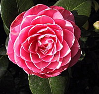 Cloverlea Gardens Bed and Breakfast - Melbourne Tourism