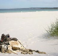 Bicheno Backpackers Hostel - Melbourne Tourism