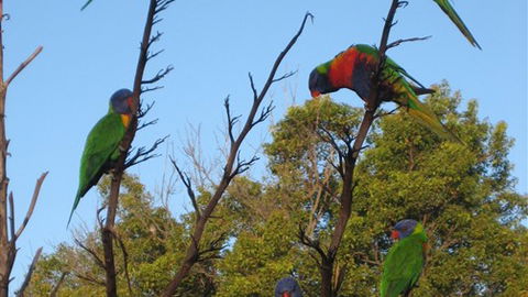 Captains Lodge International - Melbourne Tourism 2