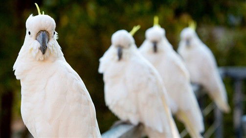 Aireys Inlet VIC Melbourne Tourism