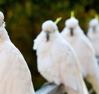 Aireys Inlet Getaway Resort - Melbourne Tourism