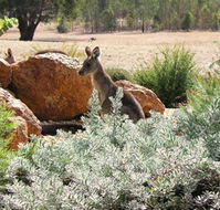 Kangaroos in the Top Paddock - Melbourne Tourism