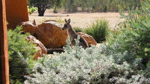Kangaroos In The Top Paddock - Melbourne Tourism 0