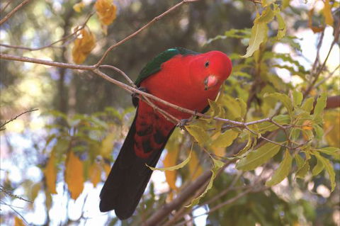 Creel Lodge - Melbourne Tourism 16