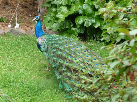 Eurambeen Historic Homestead And Gardens - Melbourne Tourism 4
