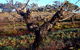 Warrenmang Vineyard & Resort - thumb 2