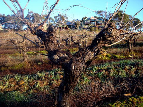 Warrenmang Vineyard & Resort - Melbourne Tourism 2