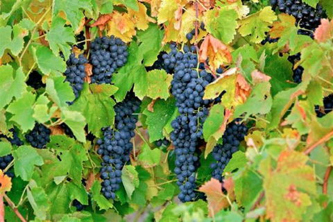 Warrenmang Vineyard & Resort - Melbourne Tourism 3