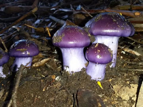 Eagle's Roost Farmstay B&B - Melbourne Tourism 9