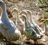 Duck Duck Goose Bed and Breakfast - Melbourne Tourism
