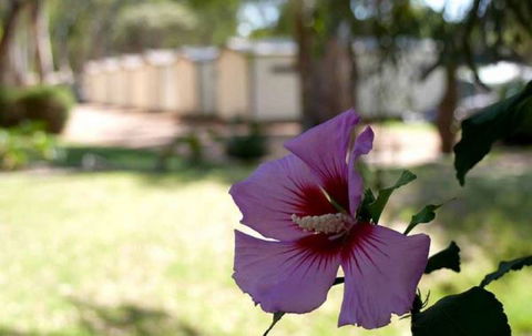 Riverbend Caravan Park Renmark - Melbourne Tourism 3