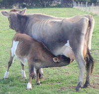 Animal Land - Melbourne Tourism