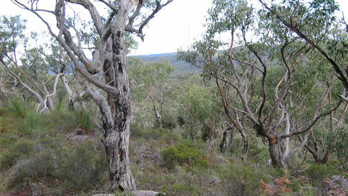 Wollombi NSW Melbourne Tourism