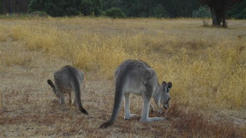 Kunala Chalet - Pinnacle Valley Resort - Melbourne Tourism 3