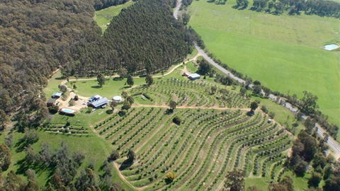 Karoonda Olive Grove Retreat At Mt Buffalo Olives - Melbourne Tourism 2