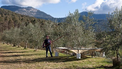 Karoonda Olive Grove Retreat At Mt Buffalo Olives - Melbourne Tourism 3