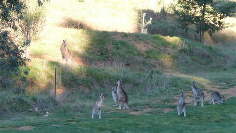 Karoonda Olive Grove Retreat At Mt Buffalo Olives - Melbourne Tourism 6