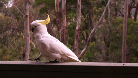 Heavenly Retreat - Melbourne Tourism 5