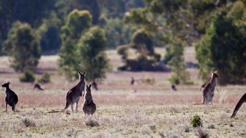 Wartook Rise Mudbrick Cabins - Melbourne Tourism 1
