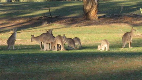 Savernake Farmstay - Melbourne Tourism 8