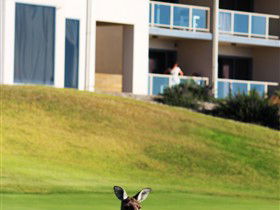 Links Lady Bay Golf Resort - Melbourne Tourism 2